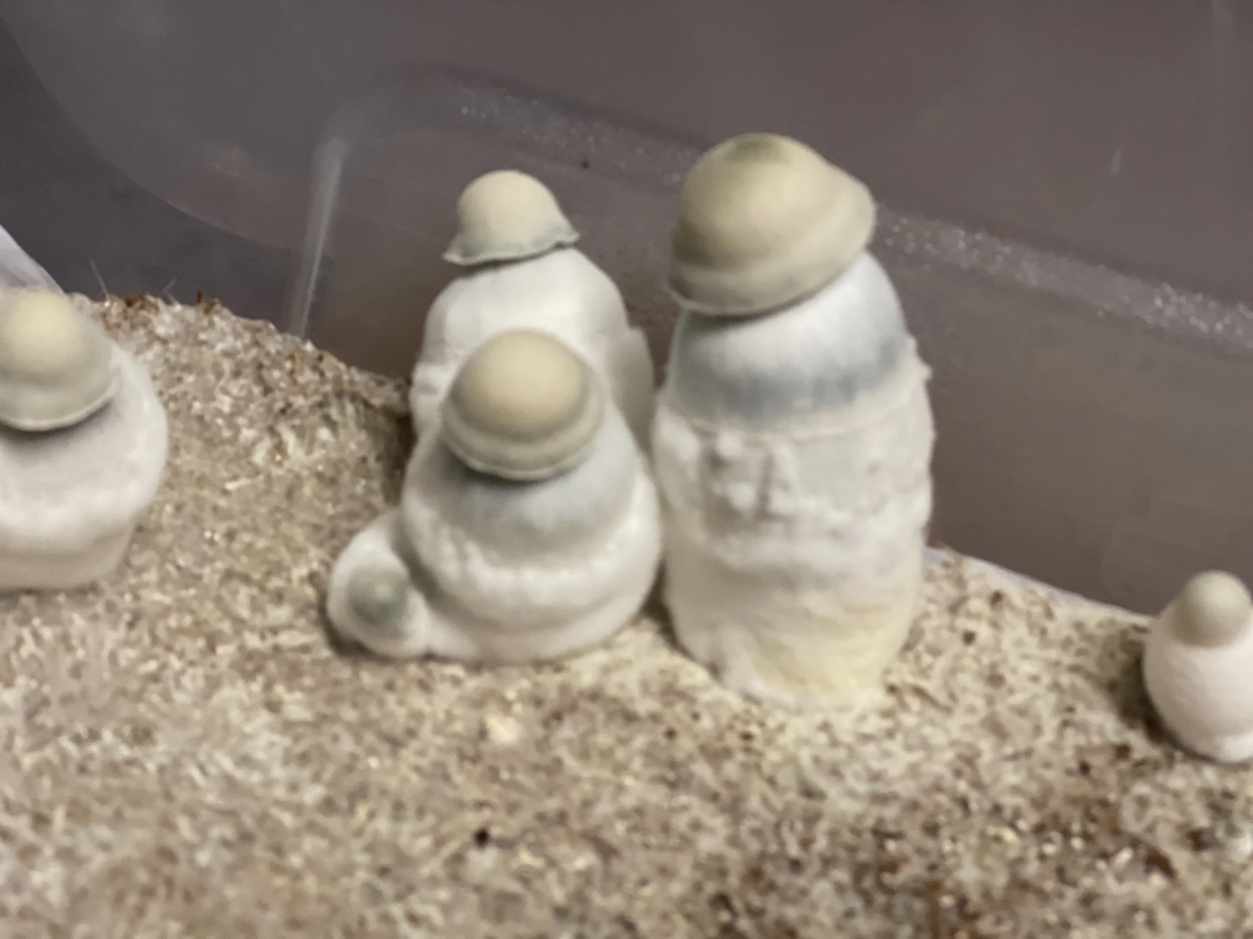 Mindfulness. Psilocybin. One.